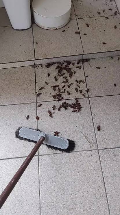 Baratas mortas no chão após serviço de dedetização